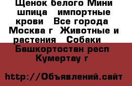 Щенок белого Мини шпица , импортные крови - Все города, Москва г. Животные и растения » Собаки   . Башкортостан респ.,Кумертау г.